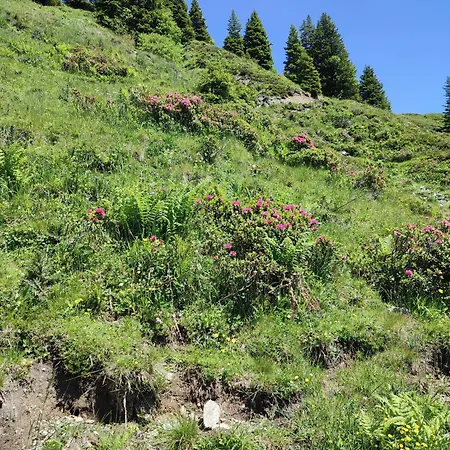 Strauss Ferienhaus *